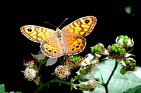 Giornata mondiale della biodiversità: gli eventi al Parco del Ticinello