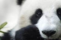 È italiano il nuovo direttore di Wwf International: Marco Lambertini