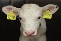 Come l’industria della carne nasconde il proprio impatto