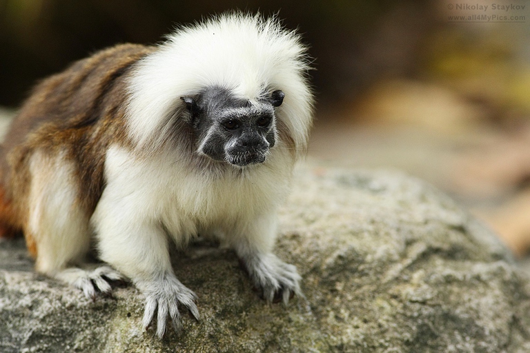 Saguinus Oedipus