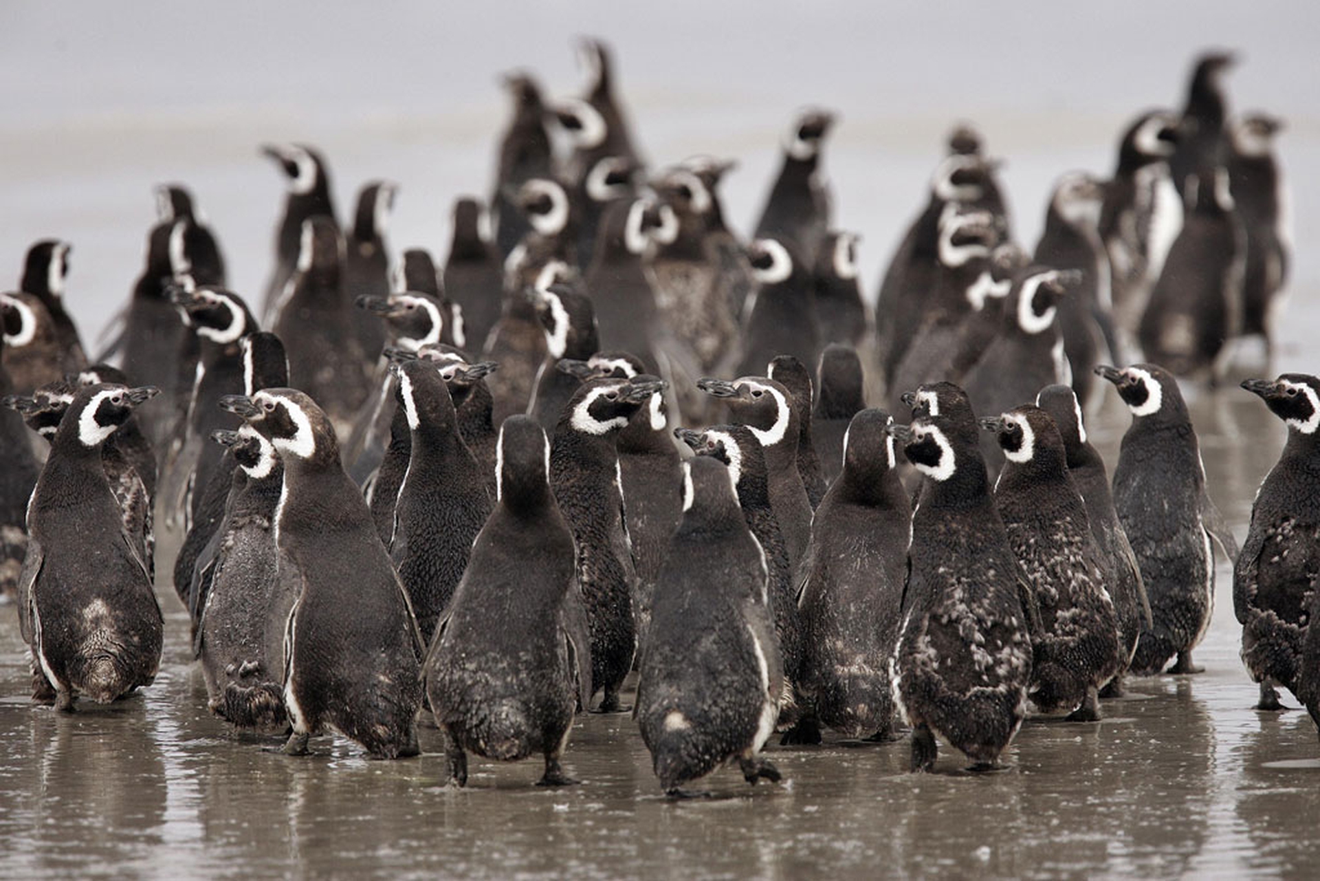 Il pinguino di Magellano