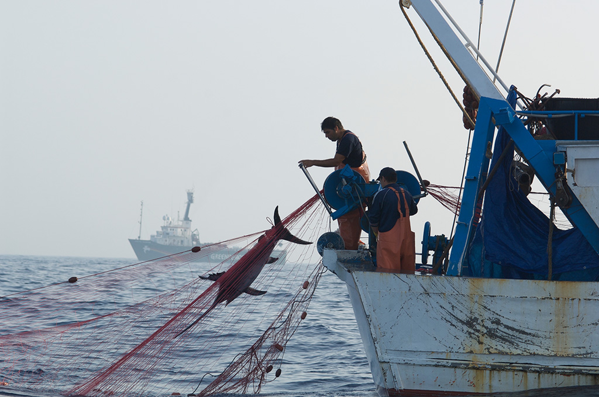 Greenpeace. I guerrieri dell'arcobaleno in Italia