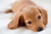 Vomito e rigurgito nel cane, quando non allarmarsi e risolverli in dolcezza