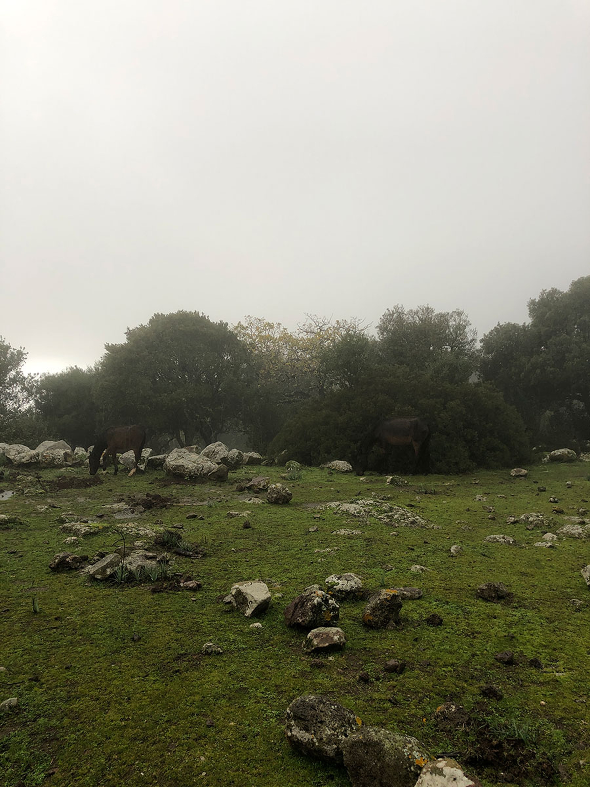 I cavallini della giara