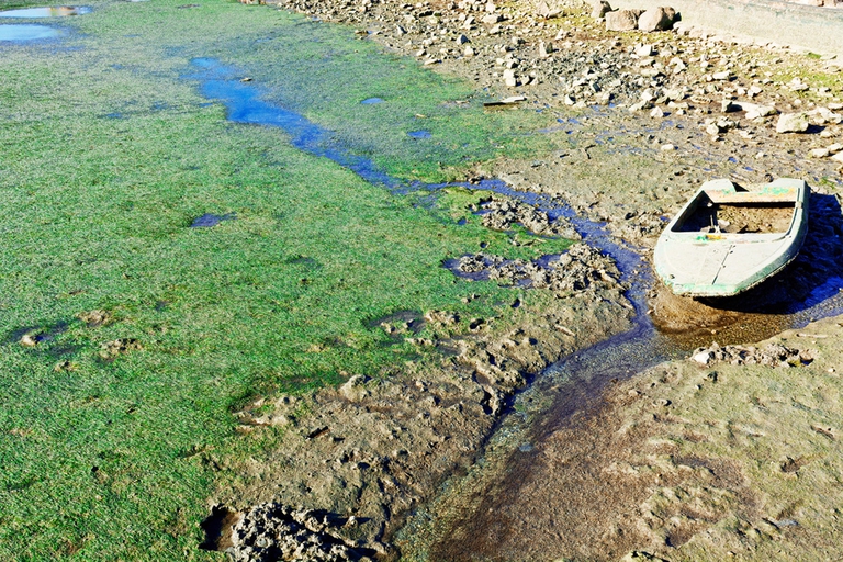 Alghe, detersivi sintetici, pesci