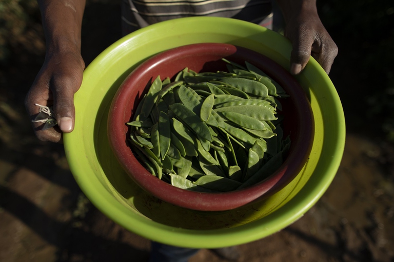 Verdure appena colte in Zimbabwe