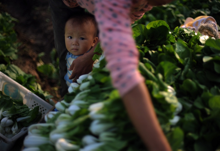 donna cinese bambino cavolo