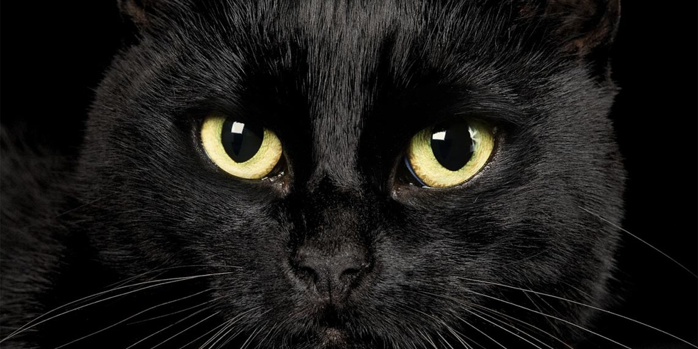 gatto-nero-talismano-lifegate.jpg