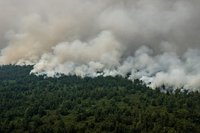 La lotta contro la deforestazione in Indonesia ha portato i suoi frutti. Ma non possiamo abbassare la guardia