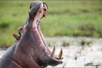 Zambia to allow trophy hunters to kill hippos, without evidence of overpopulation