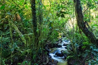 L’11% delle foreste tropicali distrutte può essere ripristinato