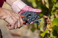 I cambiamenti climatici fanno crollare la produzione di vino