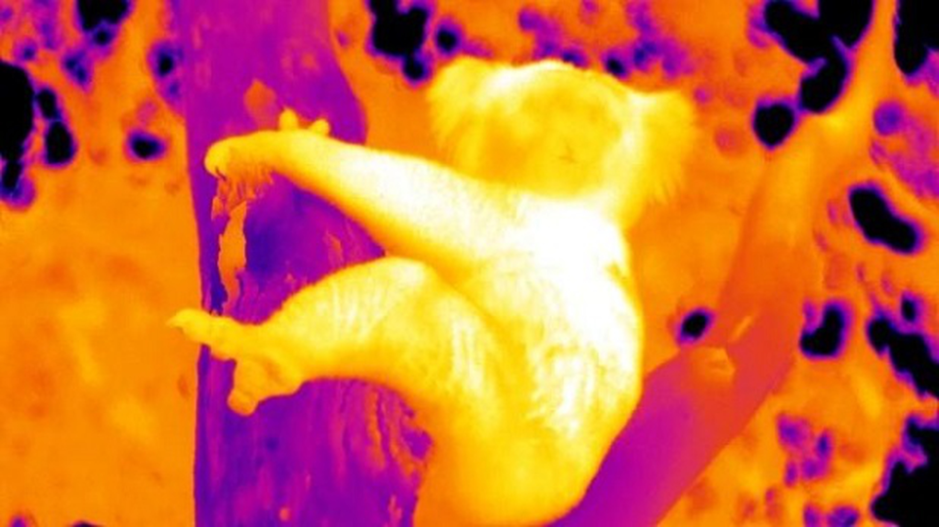 Immagini a infrarosi di un koala su un albero -