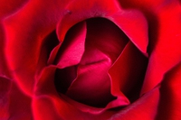 Il profumo della passione