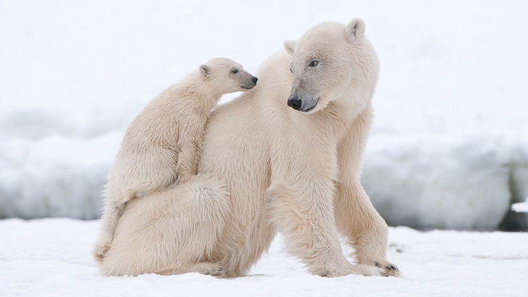 Mamma orsa con il suo cucciolo