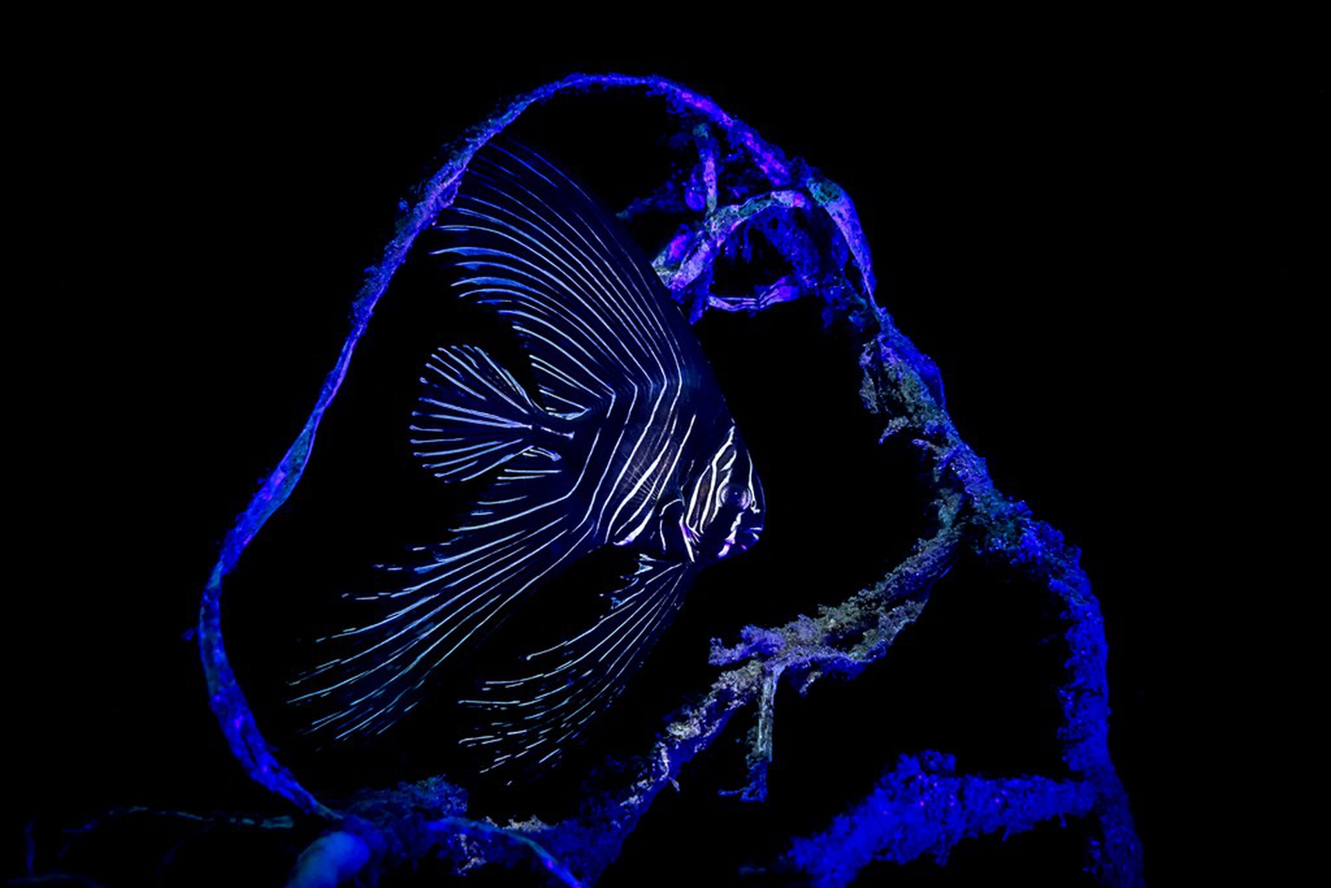 The winning photos of the Underwater Photographer of the Year 2018