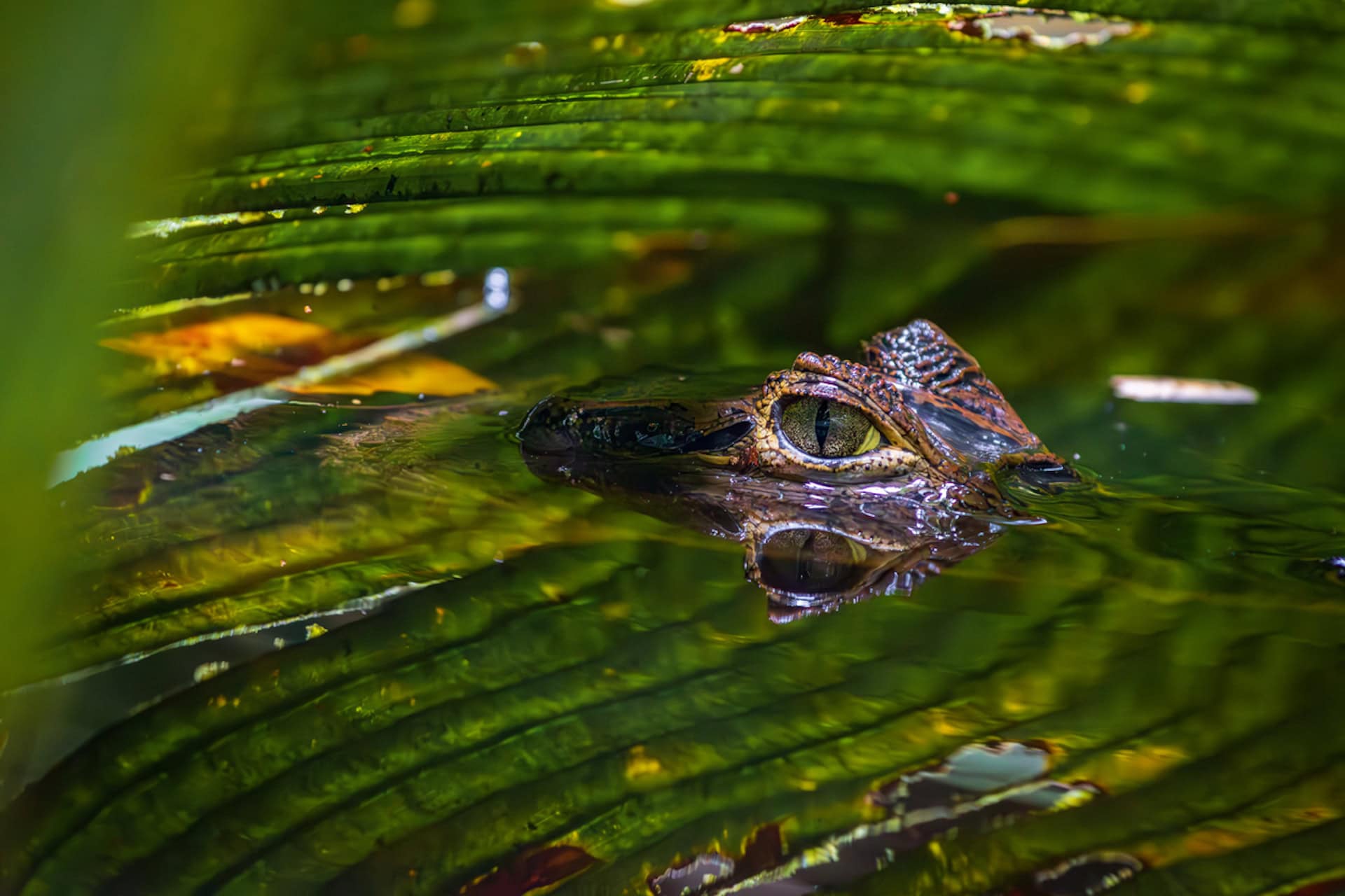 alligatore costa rica