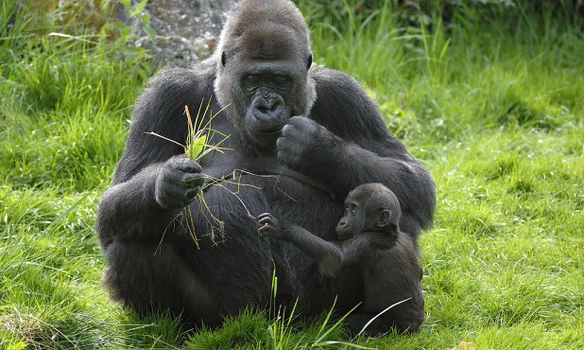 Gorilla gorilla