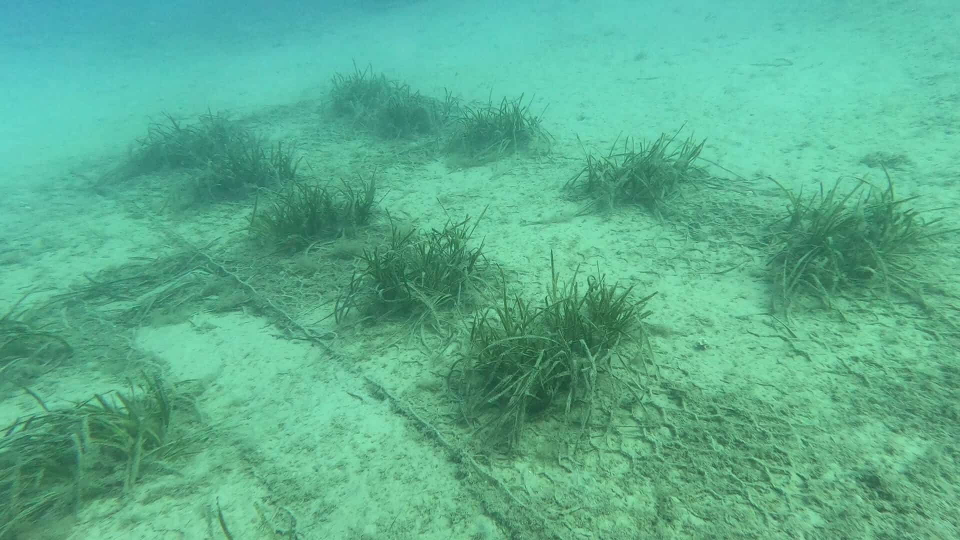 Monitoraggio Bergeggi