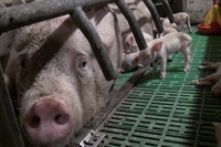 La legge non è uguale per tutti gli animali