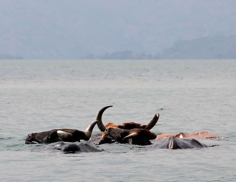 cows-swimming