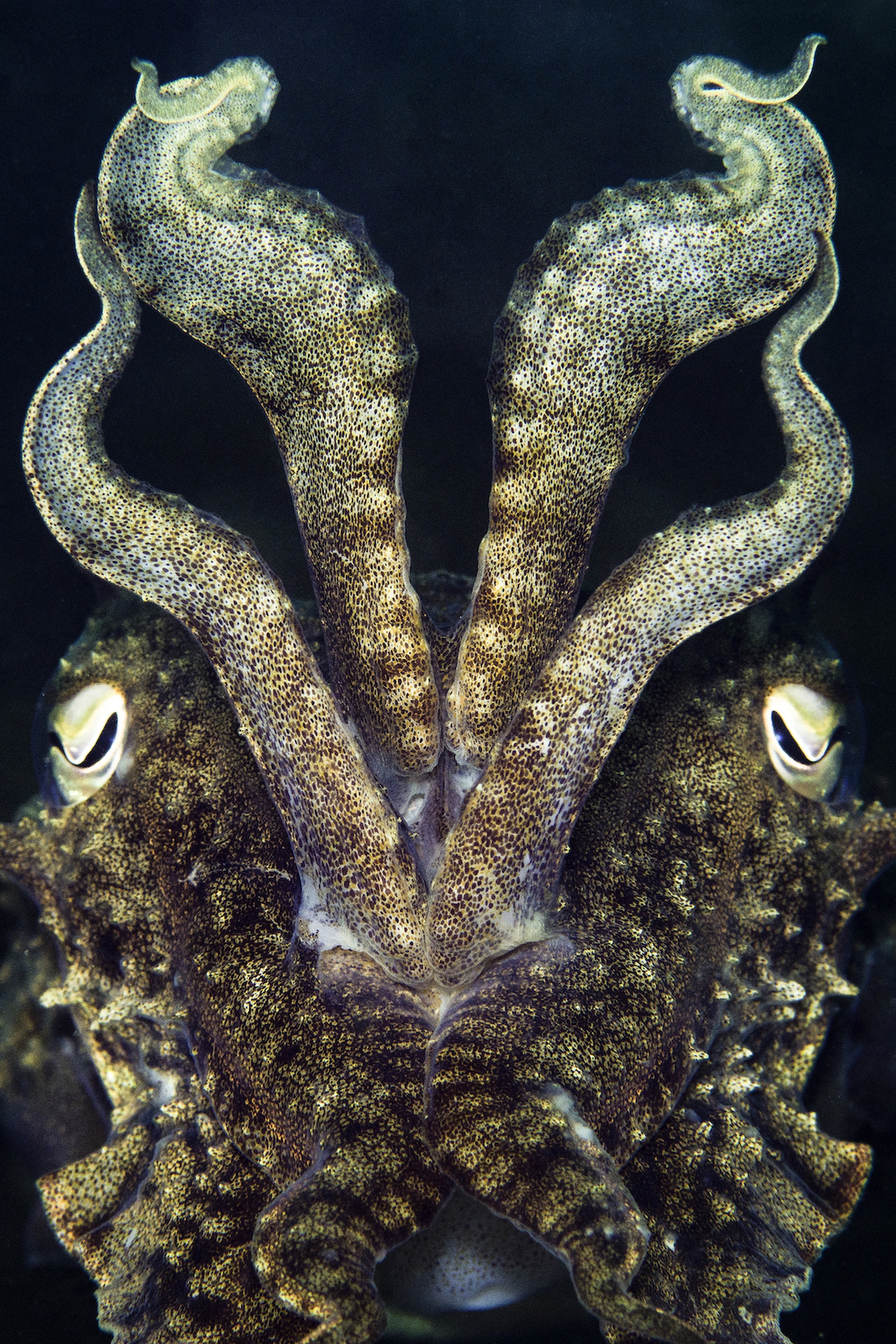 Underwater photographer of the year 2017, le foto vincitrici