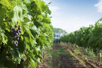 Esposizione ai pesticidi, in Francia uno studio senza precedenti sui vigneti