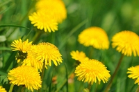 Tisane a primavera (per depurare il fegato)