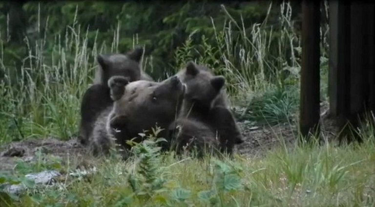 daniza con i cuccioli
