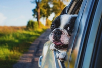 Tesla, arriva la Dog Mode per proteggere i cani in auto