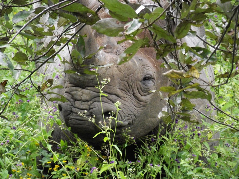 A black rhino post-reintroduction © Akagera Management Company 