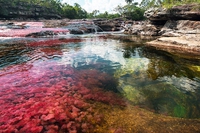 Il Caño Cristales è il fiume più bello del mondo. Ma l’arcobaleno liquido della Colombia è in pericolo