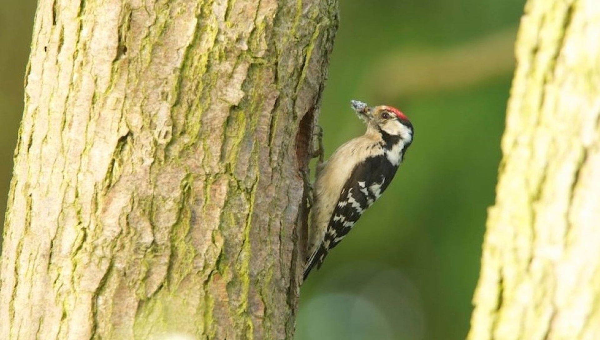 The lesser spotted woodpecker