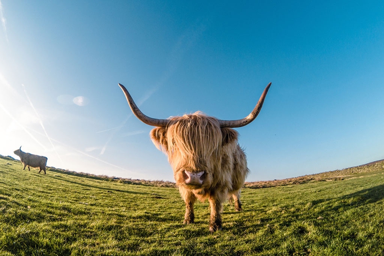alghe alimentazione bovini vacche mucche emissioni di metano