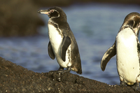 The Galapagos penguin population has doubled
