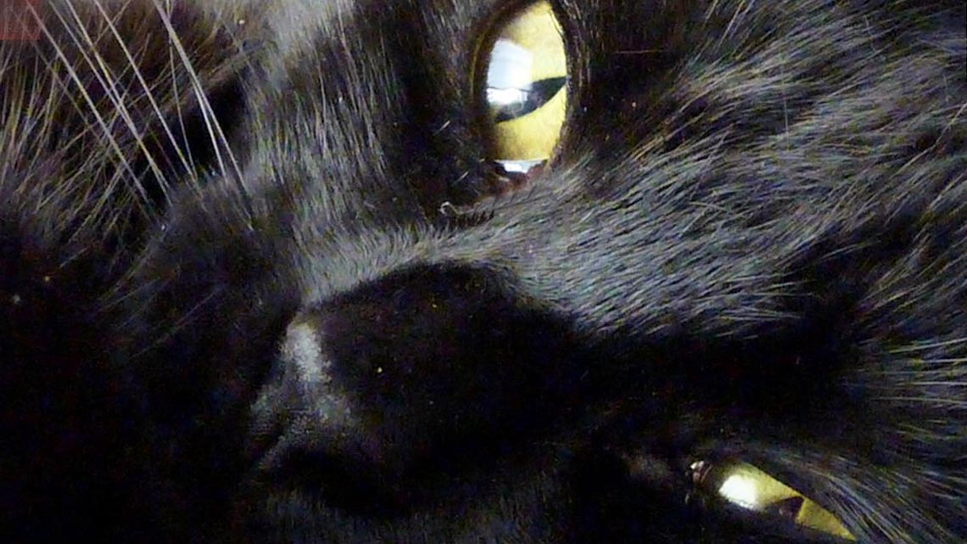 gatto-nero-primissimo-piano
