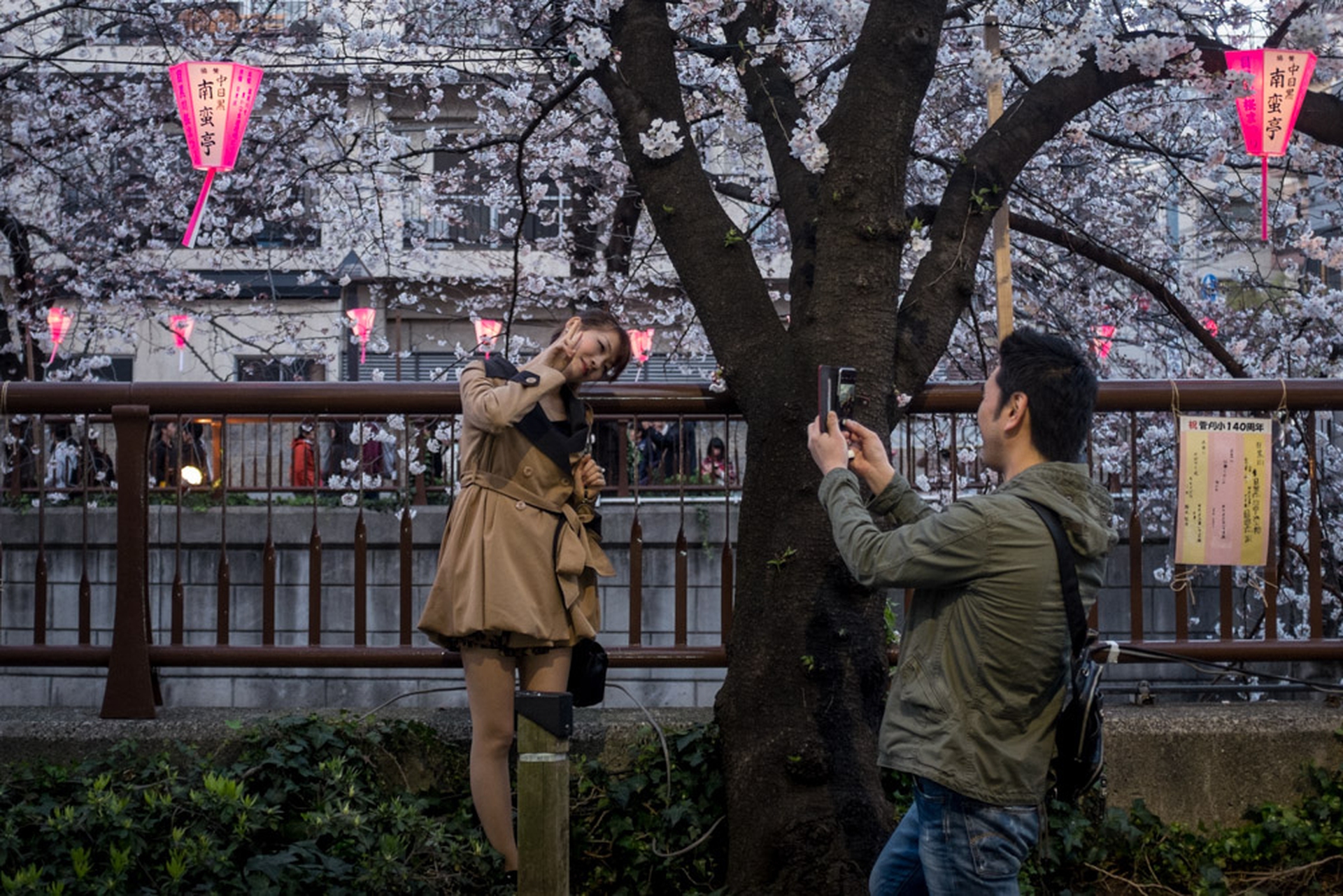 Hanami celebration of the blossoming of cherry trees