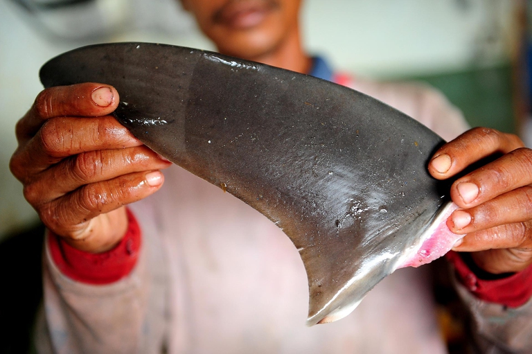 Atlantico-tornano-gli-squali-bianchi_2