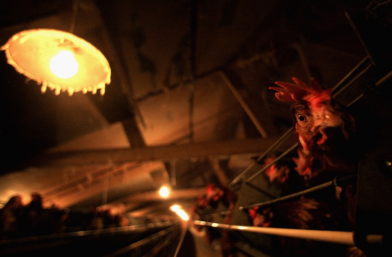 Polli allevati in batteria