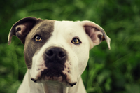 La reazione di un pitbull sfruttato per i combattimenti alle prime carezze