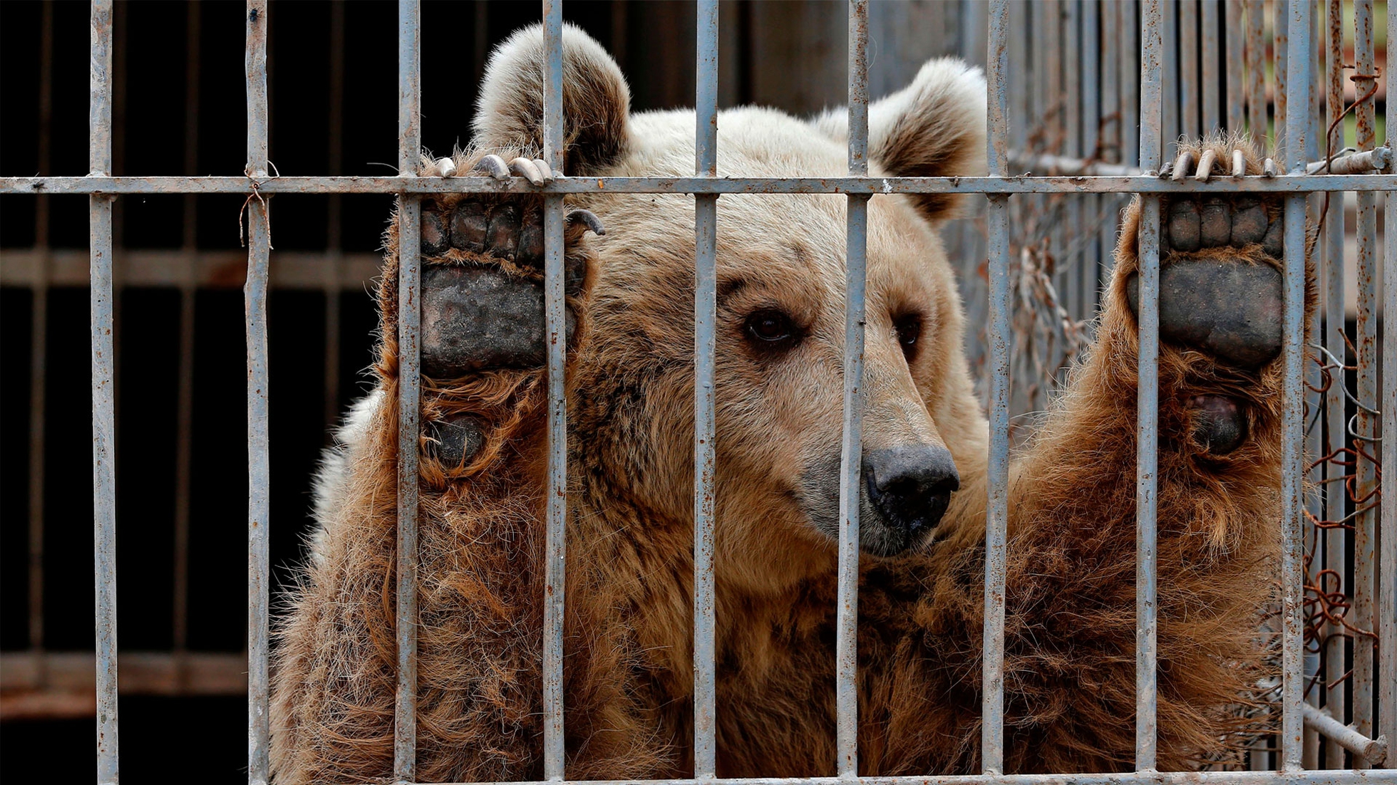 M49, l'orso che resiste ai ladri d'Animalità. - Learning Animals