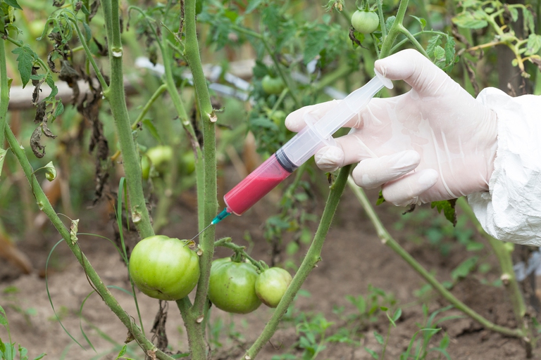 Monsanto è l'azienda-simbolo del mercato degli Ogm. Foto © Ingimage