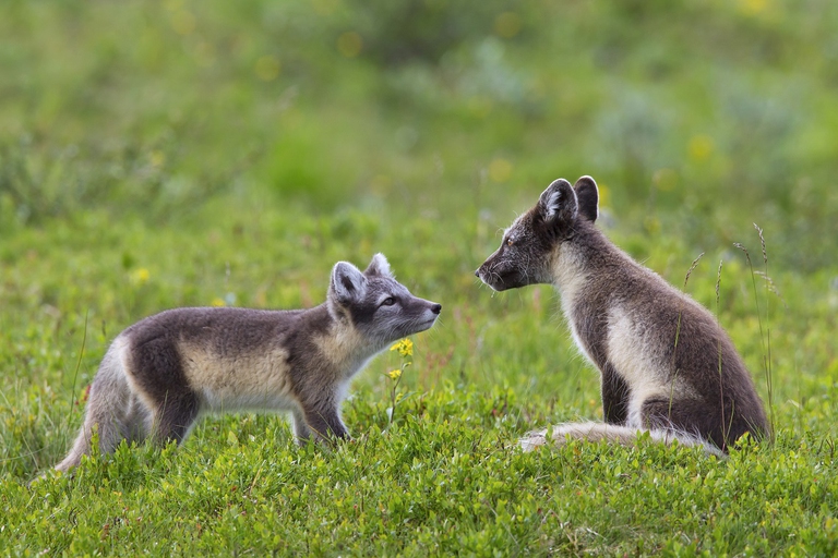 arctic fox