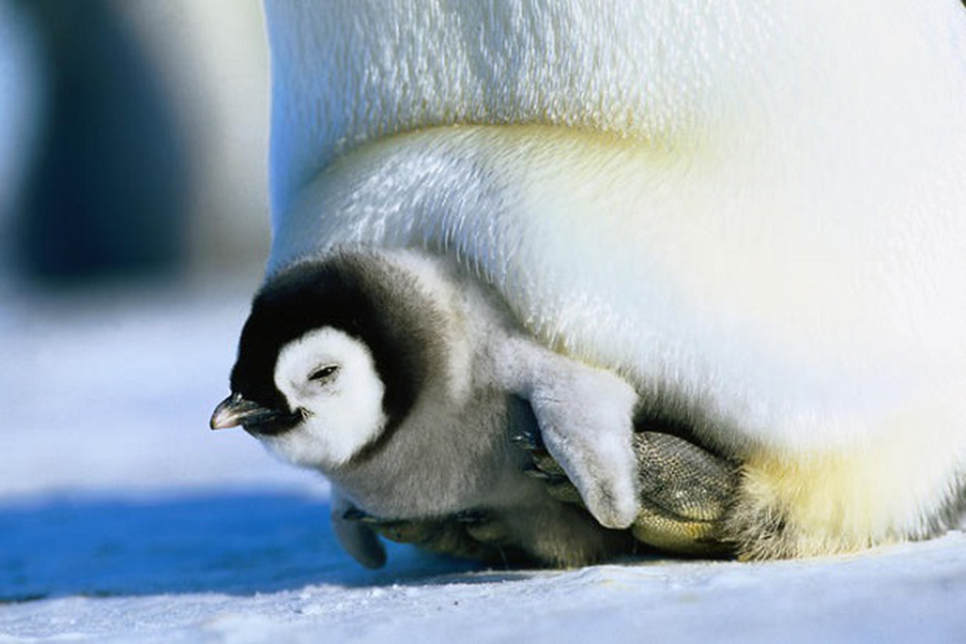 pulcino che si ripara tra le zampe della mamma