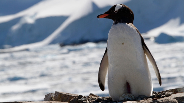 I pinguini di Adelia covano le uova all'aperto su nidi formati da pietre o ramoscelli. A volte stuzzicano sessualmente i maschi per farsi portare le pietruzze per il nido, senza poi concedersi.