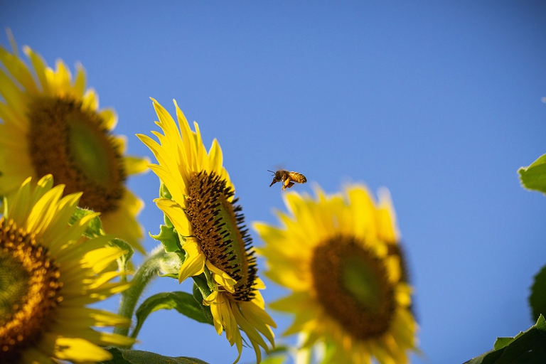sunflowers, bees