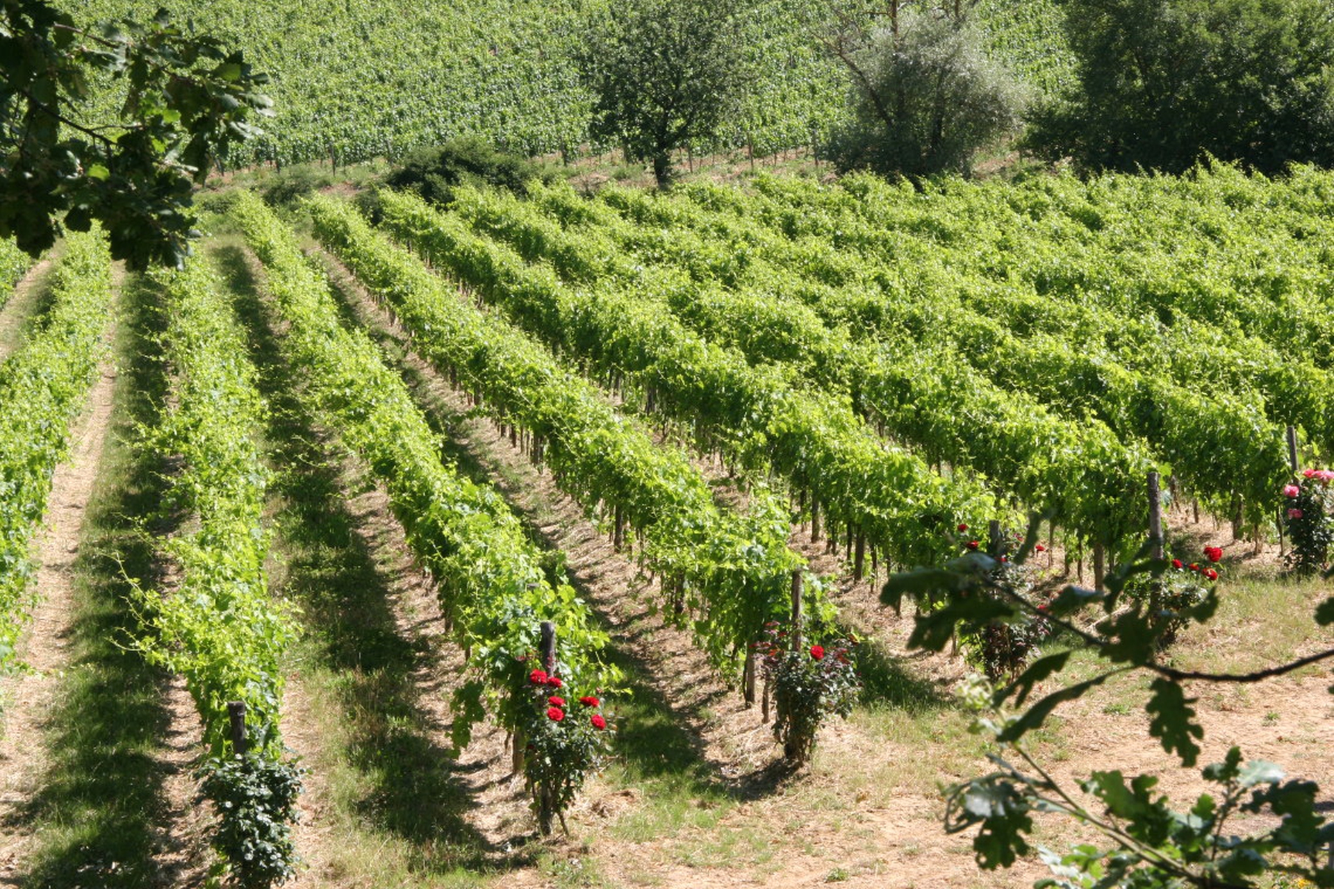 Paradiso di Frassina, i vigneti