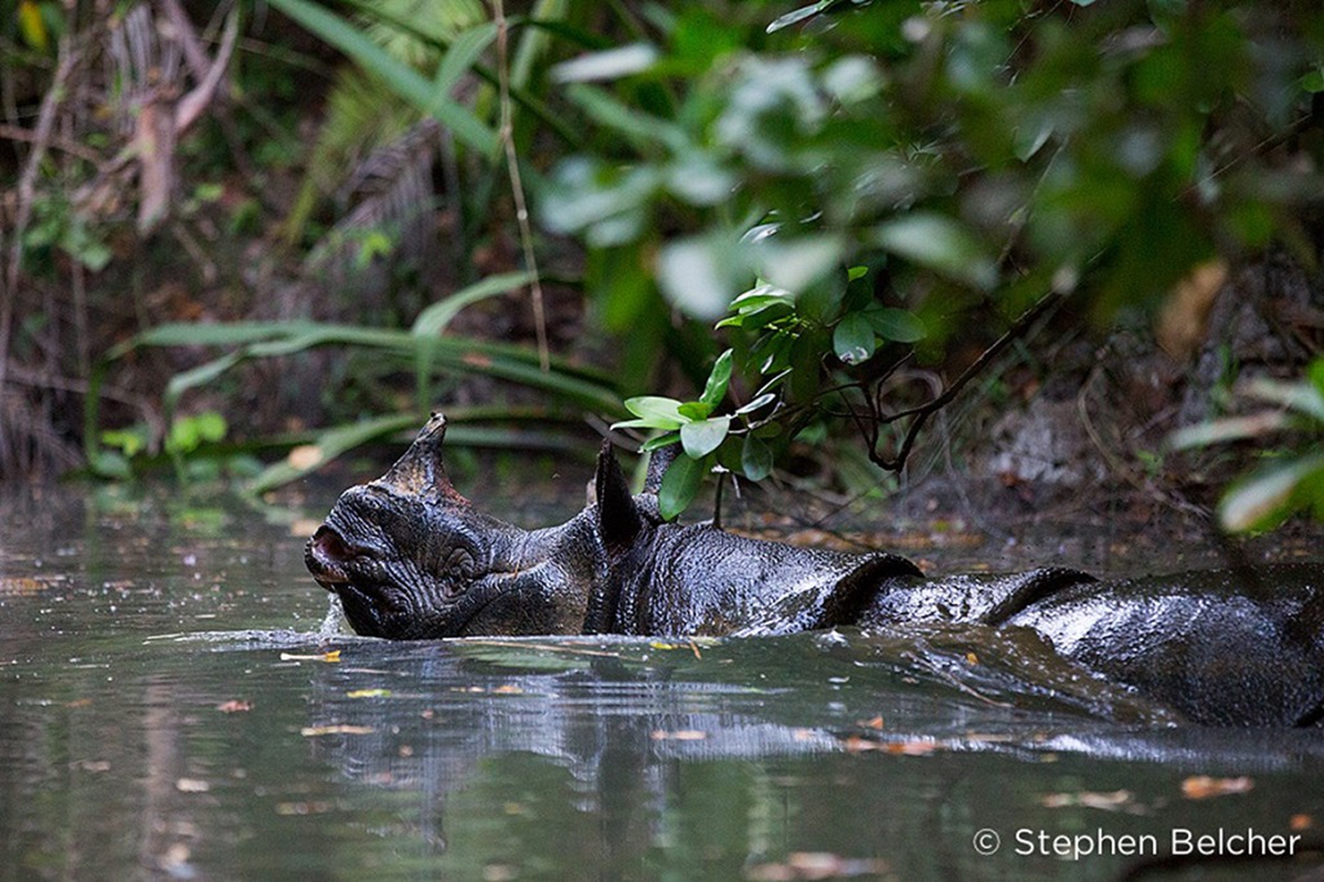 rinoceronte di Giava_1