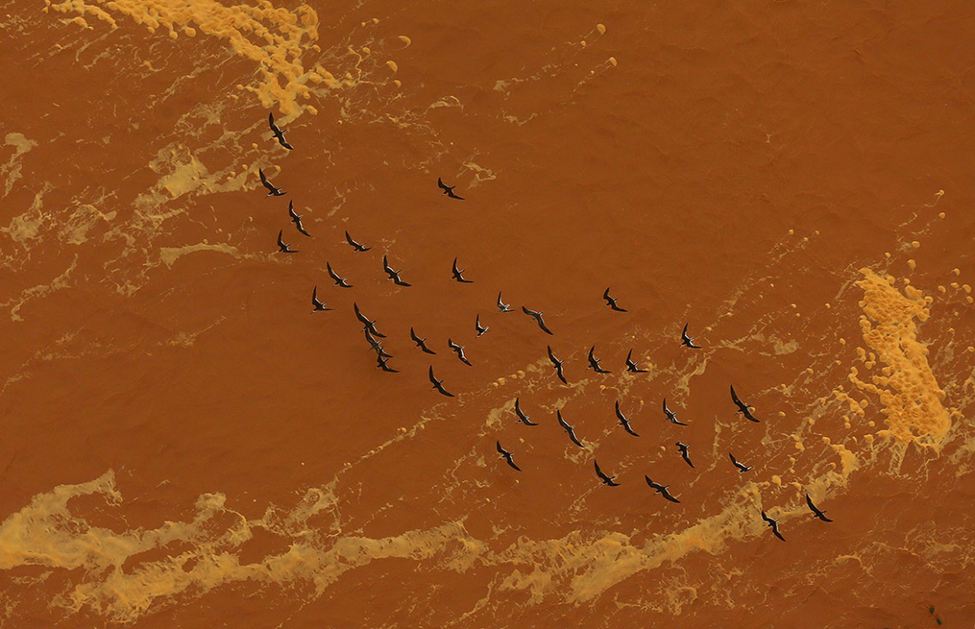 brazil environmental disaster mud birds