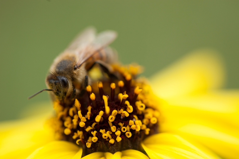Un momento molto emozionante del film è quando un enorme sciame di api torna a popolare i prati di Apricot Lane, attirato dal rifiorire della vegetazione